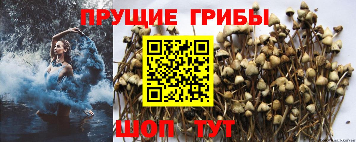 Галлюциногенные грибы GOLDEN TEACHER Таганрог